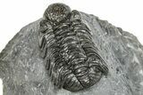 Phacopid (Adrisiops) Trilobite - Jbel Oudriss, Morocco #251654-4